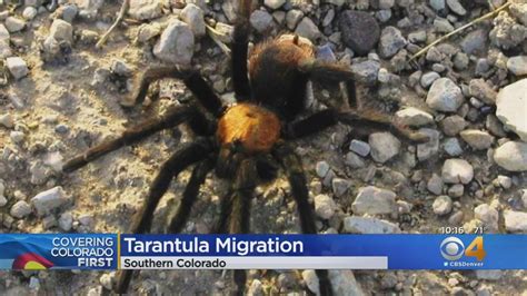 pueblo tarantula migration